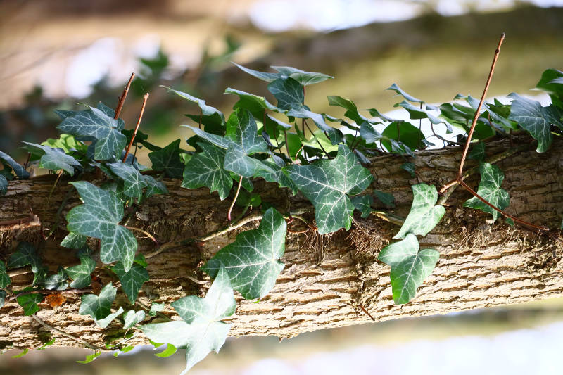 7. Lavanta Adaçayı / İngiliz Sarmaşığı (Hedera helix)